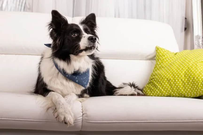 Dlaczego pies sika na kanapę? Oto przyczyny i rozwiązania problemu