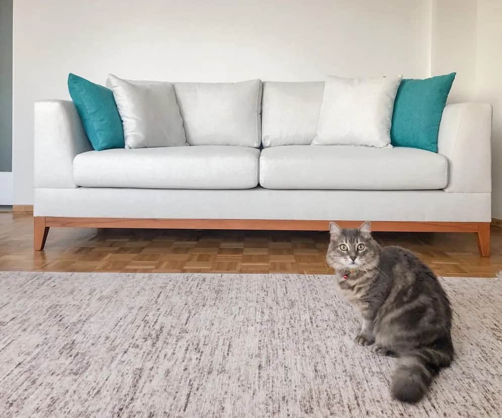 Jak usunąć zapach moczu kota z kanapy - skuteczne metody na trwały efekt